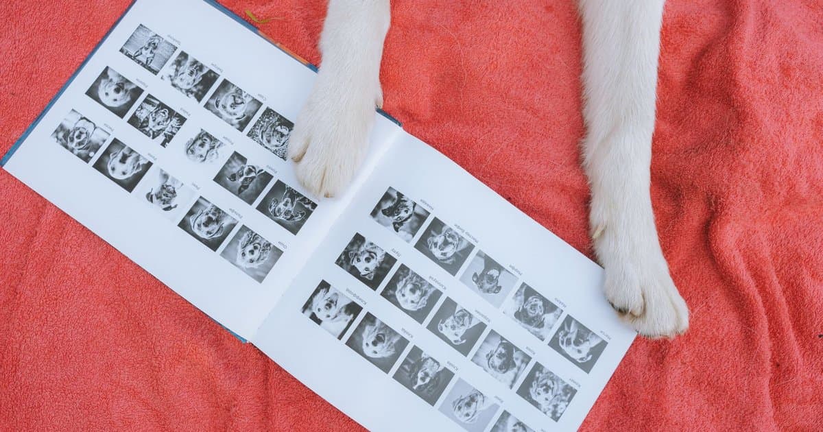 Dog paws rest on a pet photo album against red fabric, showing how to create a memorial book for a deceased dog.