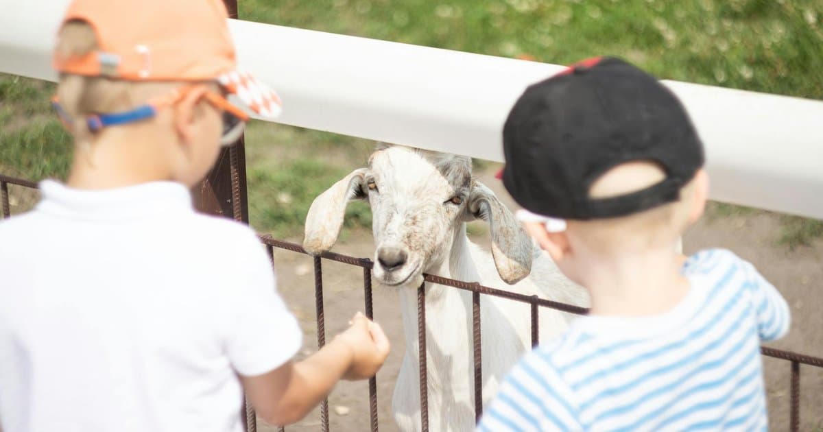 Two children petting a goat at a petting zoo, illustrating animal interactions for learning.