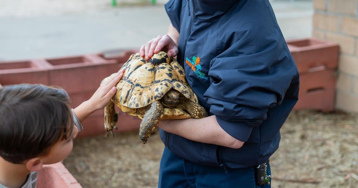 A young boy pets a tortoise while learning from a zookeeper, illustrating hands-on conservation education.